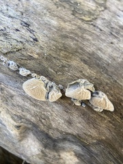 Auricularia polytricha