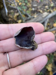 Auricularia polytricha