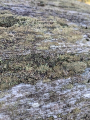 Cladonia parasitica