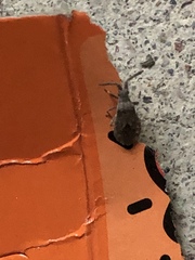 Scolopocerus secundarius