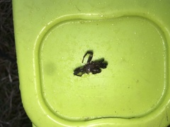 Antrodiaetus pacificus