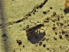 Eudiagogus rosenschoeldi