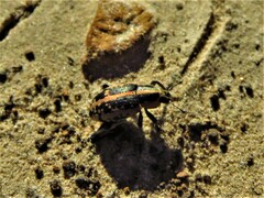 Eudiagogus rosenschoeldi