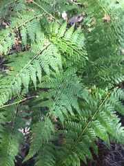Calochlaena dubia