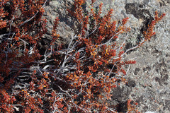 Epacris alpina