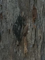 Calochlaena dubia