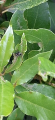 Phiale roburifoliata