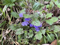 Ajuga lobata