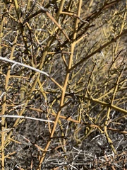 Adolphia californica