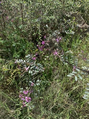 Indigofera australis