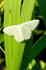 Chlorochlamys chloroleucaria