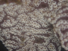 Botrylloides diegensis