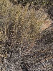 Adolphia californica