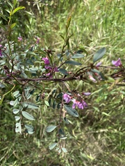 Indigofera australis