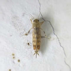 Tridactylidae