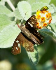 Polygonus leo arizonensis