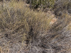 Adolphia californica
