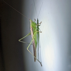 Conocephalus maculatus