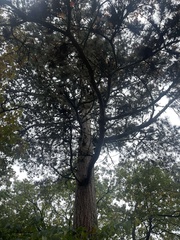 Pinus nigra laricio