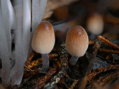 Setulosi