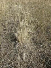 Elymus elymoides