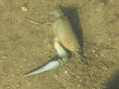 Faxonius virilis