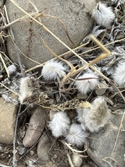 Astragalus utahensis