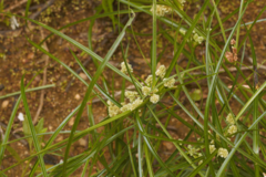 Cyperus luzulae