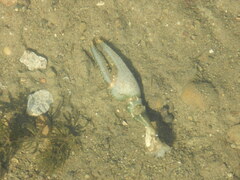 Faxonius virilis