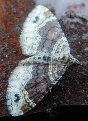 Xanthorhoe ferrugata