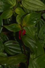 Drymonia coccinea