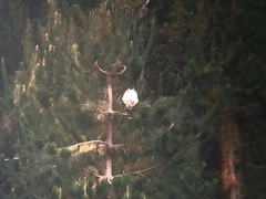 Geranoaetus polyosoma