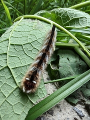 Apatelodes pudefacta