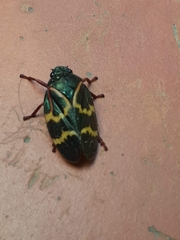 Deois flexuosa
