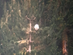 Geranoaetus polyosoma