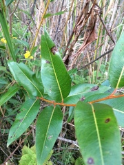 Salix serissima