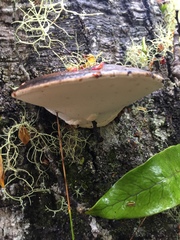 Fomitopsis hemitephra