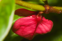 Drymonia coccinea