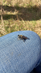 Laphria affinis