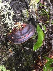 Fomitopsis hemitephra