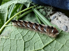 Apatelodes pudefacta