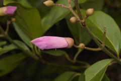 Bignonieae