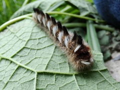 Apatelodes pudefacta