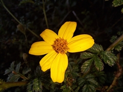 Tagetes zypaquirensis