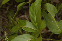 Bignonieae