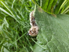 Apatelodes pudefacta