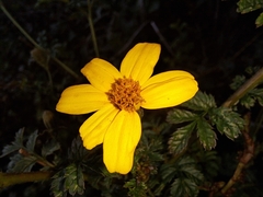 Tagetes zypaquirensis