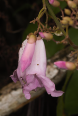 Bignonieae