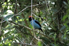 Chiroxiphia caudata