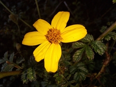 Tagetes zypaquirensis
